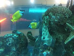 -乐从天佑城海洋馆
