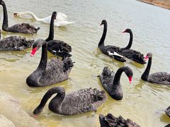 -新疆天山野生动物园