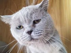 -鼓捣猫呢主题猫咖店