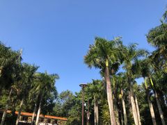 -深圳仙湖植物园