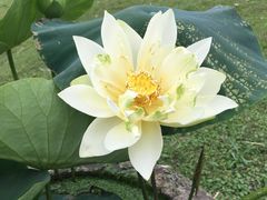 -荷塘月色湿地公园·向阳花洲