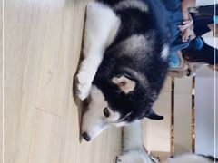 -Husky Go! 哈士奇体验馆·宠物咖啡厅狗咖