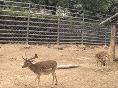 -青藏高原野生动物园