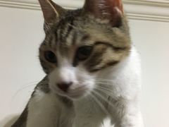 -纳吉亚猫专科动物医院博雅分院