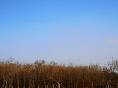 -白鹭湾湿地公园