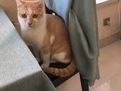 -鼓捣猫呢主题猫咖店