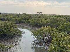 -北海金海湾红树林生态旅游区