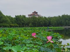 -莲花池公园