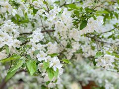 -海棠花溪(元大都城垣遗址公园)