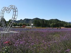 -北京东方普罗旺斯薰衣草庄园