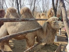 -长白岛森林公园