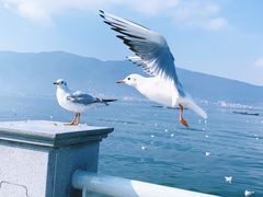 -海埂大坝