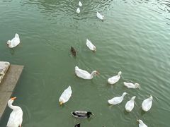 -赤坎·广东华侨国际旅游度假区