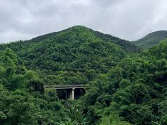 -野象谷景区