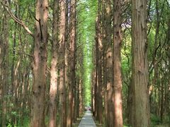-同里国家湿地公园
