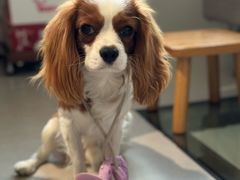 -comecome来吧宠物(奥克斯中心店)