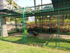 -西双版纳融创皇冠假日度假酒店