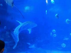 -烟台海昌鲸鲨海洋公园