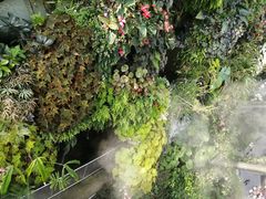 -新加坡植物园