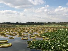 -荷塘月色湿地公园·向阳花洲