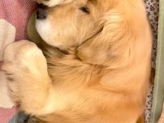 -翊宠yipet猫狗购宠庄园犬舍•猫舍