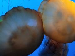 -太平洋海底世界