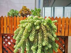 -三圣花乡旅游区