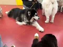-和它·交个朋友·狗咖猫咖(爱琴海店)