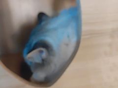 -白兔子密室(长寿路店)