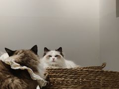 -怪兽屋·羊驼·猫咖·狗咖(俊华广场店)