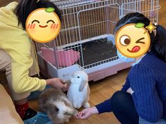 -猫猫幼稚园·撸猫·桌游·电玩