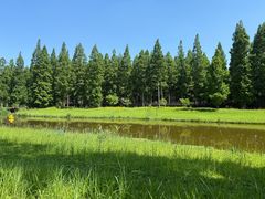 -黄海国家森林公园