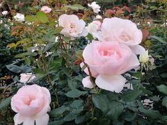 -人民公园(罗湖区)