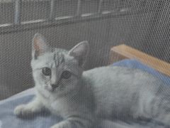 -中农国际动物医院24小时·猫科·骨科·急重症中心