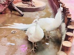 -正佳雨林生态植物园