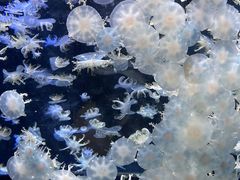 -太平洋海底世界