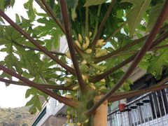 iphone_upload_pic-南丫岛