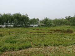 -西青郊野公园