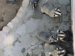 -西霞口神雕山野生动物世界