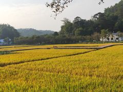 -红山村