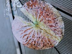 -陈家山荷花公园