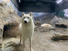 -西安曲江海洋极地公园