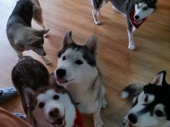 -Husky Go! 哈士奇体验馆·宠物咖啡厅狗咖