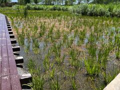 -永定河休闲森林公园