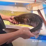 国庆必吃广州清水鱼火锅‼️