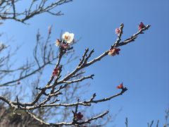 -苏州上方山国家森林公园