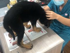 -荔康动物医院(康王北路店)