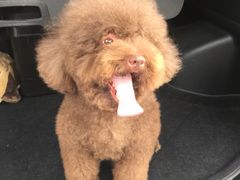 -Oh My Dog宠物沙龙(伊珊娜皮毛护理店)