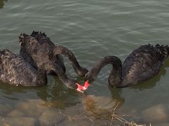 紫清湖生态旅游温泉度假区-南京汤山紫清湖生态旅游温泉度假区