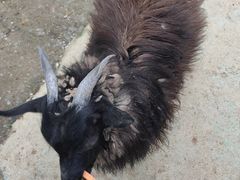 -合肥滨湖国家森林公园